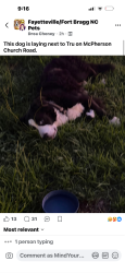 Found/Stray Unknown Dog last seen Between Tru hotel and chuck-e-cheese, Fayetteville, NC 28303