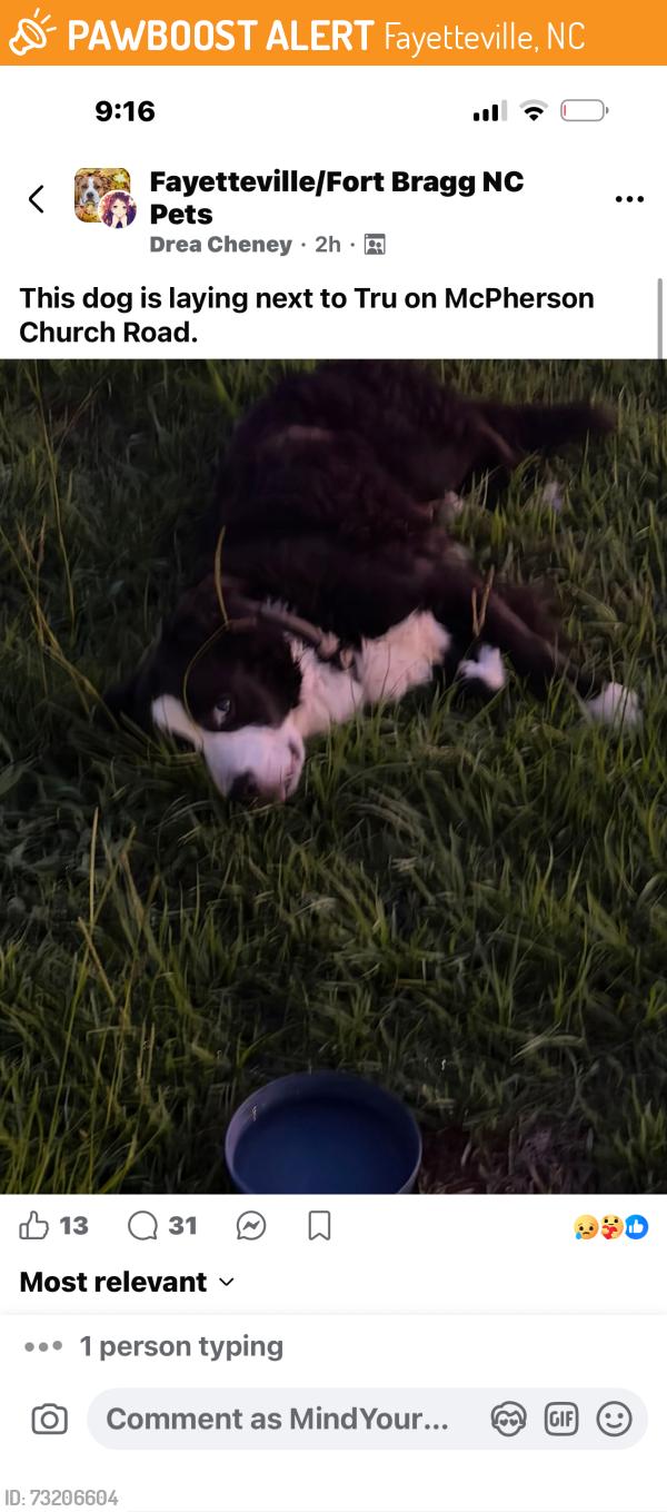 Found/Stray Unknown Dog last seen Between Tru hotel and chuck-e-cheese, Fayetteville, NC 28303