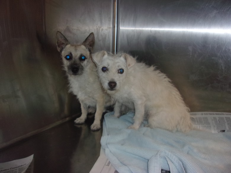 Shelter Stray Male Dog last seen , 14409 Vanowen St, Van Nuys, CA 91405, USA