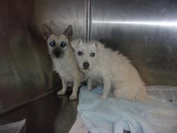 Shelter Stray Male Dog last seen , 14409 Vanowen St, Van Nuys, CA 91405, USA