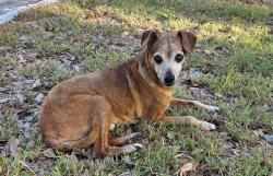 Reunited Male Dog last seen Trail Driver and Shoshoni, Hays County, TX 78737