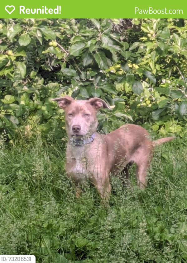 Reunited Female Dog last seen Northside near Butternut, Syracuse, NY 13208