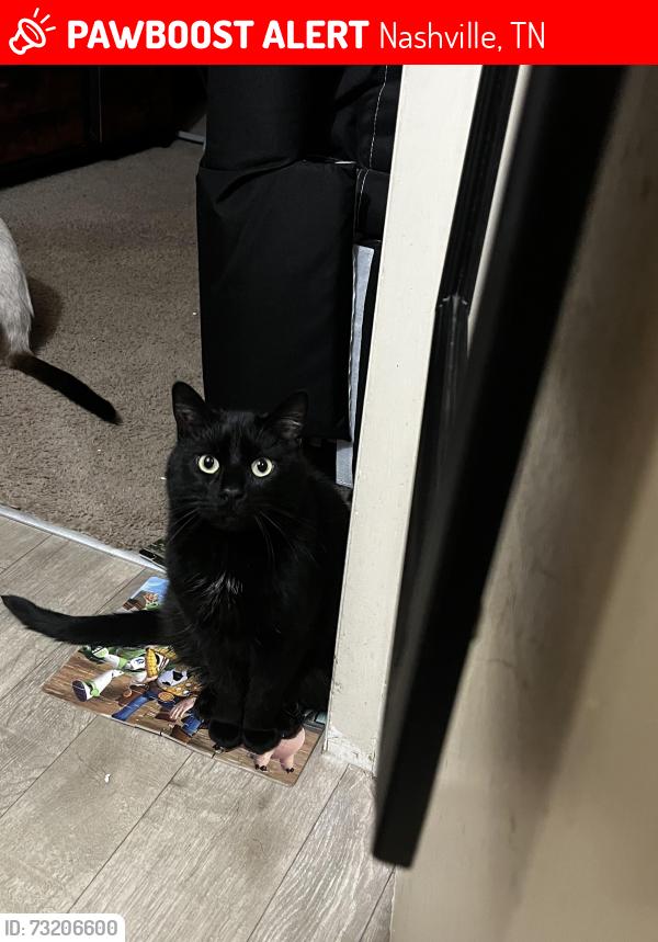 Lost Male Cat last seen UNA ANTIOCH PIKE, Nashville, TN 37013