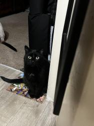 Lost Male Cat last seen UNA ANTIOCH PIKE, Nashville, TN 37013