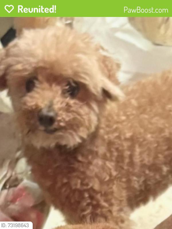 Reunited Male Dog last seen Sample and powerline, Pompano Beach, FL 33064