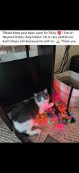 Lost Male Cat last seen Smith Park Area, Menasha, WI 54952