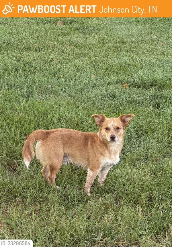 Found/Stray Male Dog last seen Target/Fairmont area, Johnson City, TN 37602