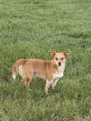 Found/Stray Male Dog last seen Target/Fairmont area, Johnson City, TN 37602