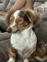 Found/Stray Unknown Dog last seen Bethlehem NC, Bethlehem, NC 28601
