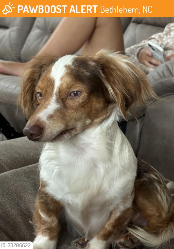Found/Stray Unknown Dog last seen Bethlehem NC, Bethlehem, NC 28601