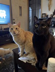 Lost Male Cat last seen Ray Rd and Kyrene, Chandler, AZ 85226