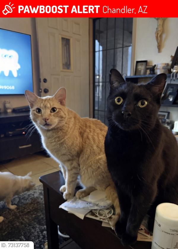 Lost Male Cat last seen Ray Rd and Kyrene, Chandler, AZ 85226