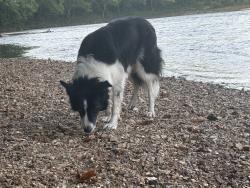 Lost Male Dog last seen Wabash train park, Wildwood, MO 63038