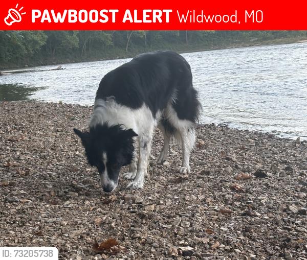 Lost Male Dog last seen Wabash train park, Wildwood, MO 63038