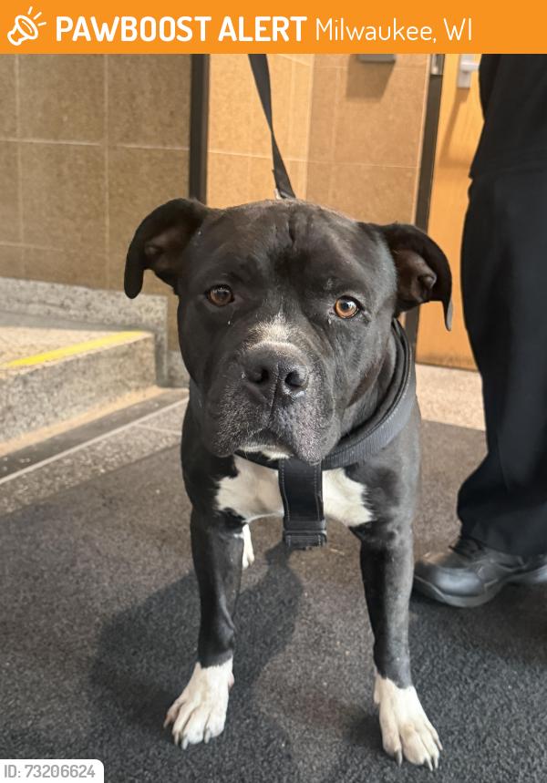Found/Stray Male Dog last seen N 17th St and Highland Ave, Milwaukee, WI 53233