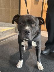 Found/Stray Male Dog last seen N 17th St and Highland Ave, Milwaukee, WI 53233