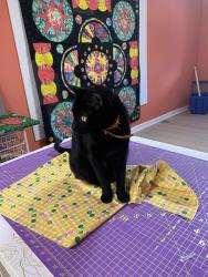 Lost Female Cat last seen Delmar, Folcroft, PA 19032