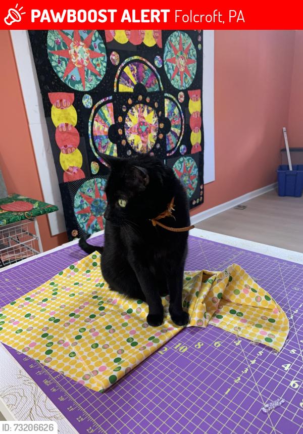 Lost Female Cat last seen Delmar, Folcroft, PA 19032