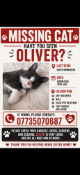 Lost Male Cat last seen Our home, South Normanton, England DE55 2AH