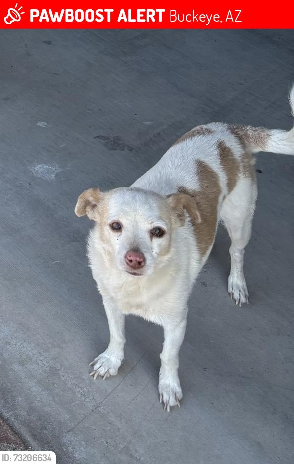 Lost Male Dog last seen Arlington and 192nd Ave, Buckeye, AZ 85326