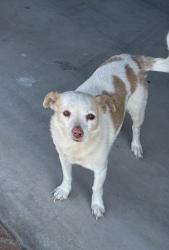 Lost Male Dog last seen Arlington and 192nd Ave, Buckeye, AZ 85326
