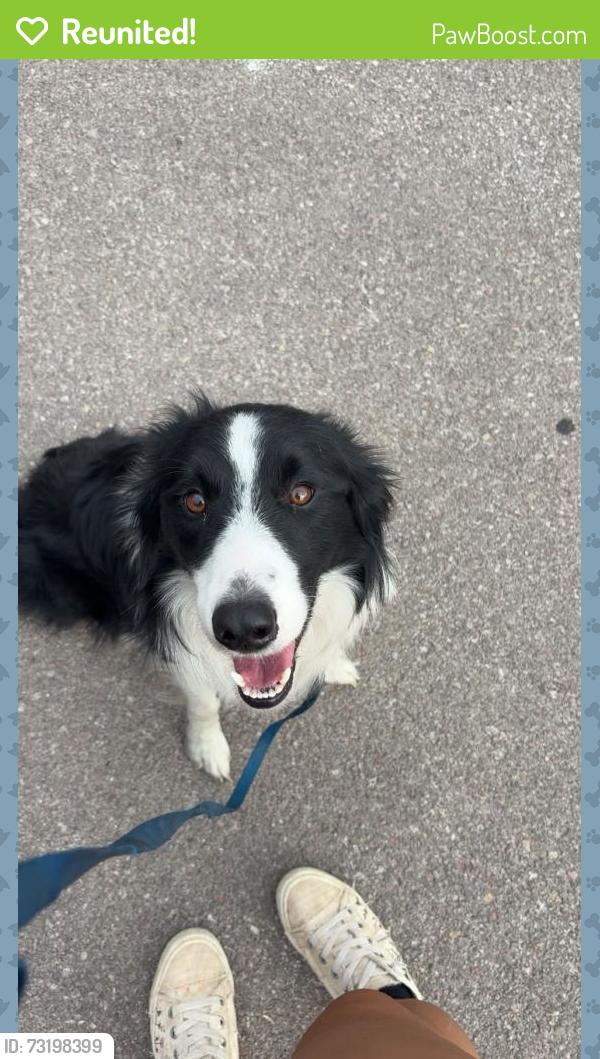 Reunited Male Dog last seen Dollar General on Blackhawk Rd, Black Hawk, SD 57718