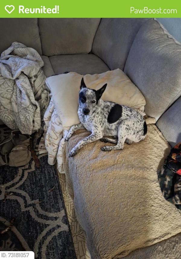 Reunited Male Dog last seen Gabor street, Valley Springs, CA 95252