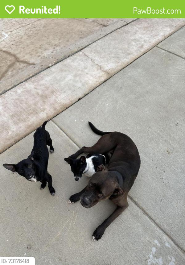 Reunited Male Dog last seen Next to heb in Alamo ranch, San Antonio, TX 78253