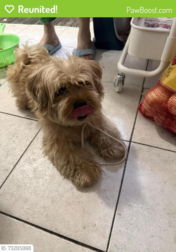 Reunited Male Dog last seen Church, Queens, NY 11423