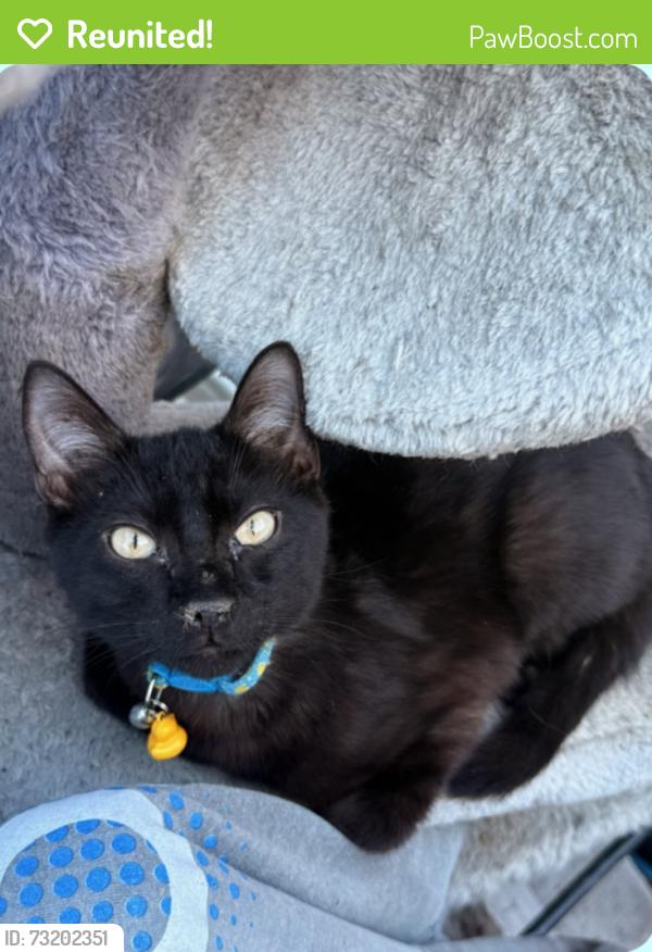 Reunited Male Cat last seen San Vicente, San Diego, CA 92114