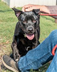 Shelter Stray Male Dog last seen Near Glenwood Rd 4, 4082, 30032, GA, 3280 Chamblee Dunwoody Rd, Chamblee, GA 30341, USA