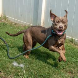 Shelter Stray Female Dog last seen , , GA, 3280 Chamblee Dunwoody Rd, Chamblee, GA 30341, USA