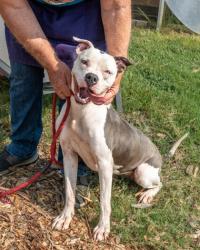 Shelter Stray Female Dog last seen Near Fleetwood Dr Atlanta, 30316, 30316, GA, 3280 Chamblee Dunwoody Rd, Chamblee, GA 30341, USA