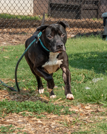 Shelter Stray Male Dog last seen Near Princeton Park Court Lithonia, 30058, 30058, GA, 3280 Chamblee Dunwoody Rd, Chamblee, GA 30341, USA
