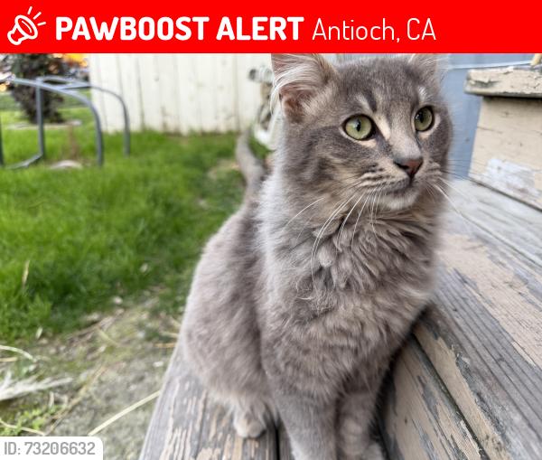 Lost Male Cat last seen Parker Ln & Cavallo Rd, Antioch, CA 94509