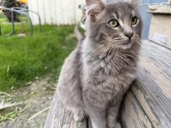 Lost Male Cat last seen Parker Ln & Cavallo Rd, Antioch, CA 94509
