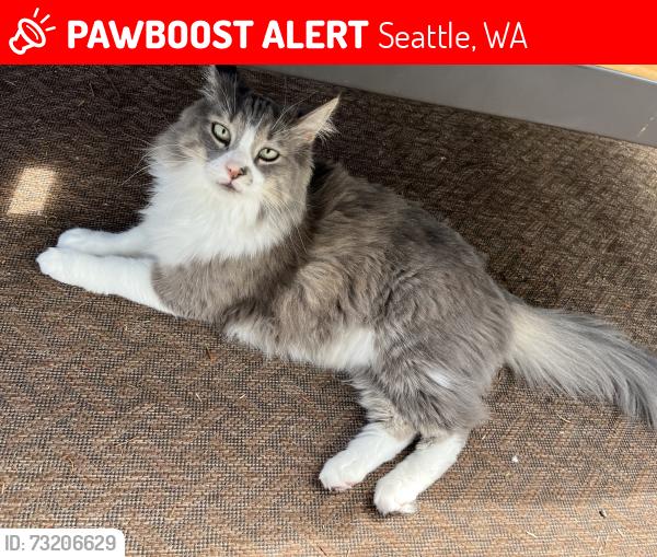 Lost Male Cat last seen Warren Ave N and Howe St, Queen Anne, Seattle, WA 98109