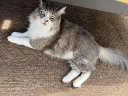 Lost Male Cat last seen Warren Ave N and Howe St, Queen Anne, Seattle, WA 98109