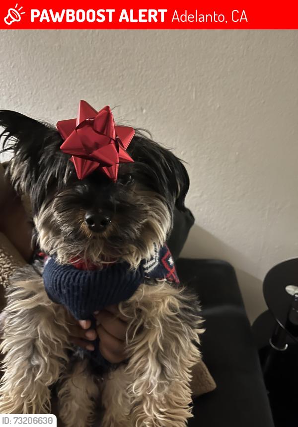 Lost Male Dog last seen Air Expressway and Adelanto Rd., Adelanto, CA 92301