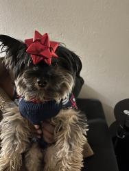 Lost Male Dog last seen Air Expressway and Adelanto Rd., Adelanto, CA 92301