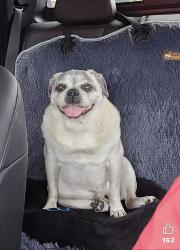 Reunited Male Dog last seen West St and Walnut Ave in Rosenberg, Rosenberg, TX 77471