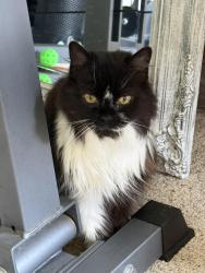 Found/Stray Female Cat last seen Teggerdine/CoastalParkway, White Lake, MI 48386