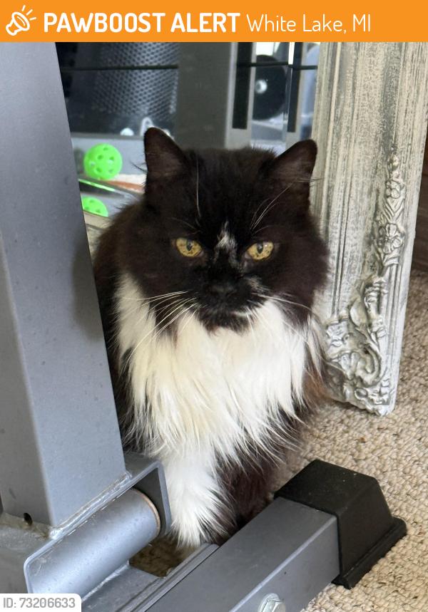 Found/Stray Female Cat last seen Teggerdine/CoastalParkway, White Lake, MI 48386