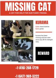 Lost Male Cat last seen Promatory dr & Burnhamthorpe Rd, Mississauga, ON 
