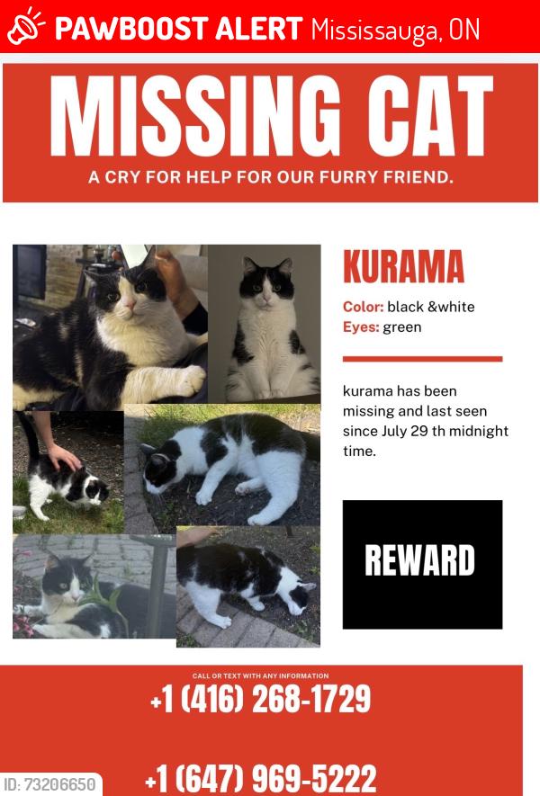 Lost Male Cat last seen Promatory dr & Burnhamthorpe Rd, Mississauga, ON 