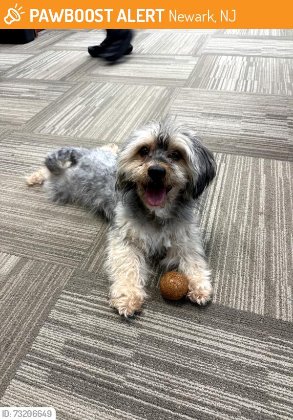 Found/Stray Male Dog last seen 12th Avenue & Bergen Street, Newark, NJ 07107