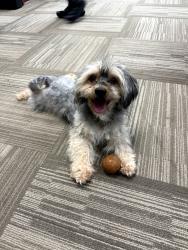 Found/Stray Male Dog last seen 12th Avenue & Bergen Street, Newark, NJ 07107