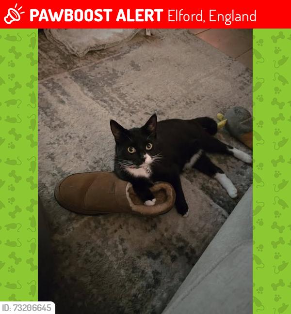 Lost Male Cat last seen Burton Road, Elford, Elford, England 