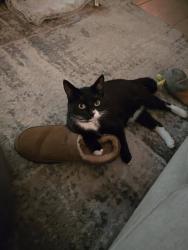 Lost Male Cat last seen Burton Road, Elford, Elford, England 