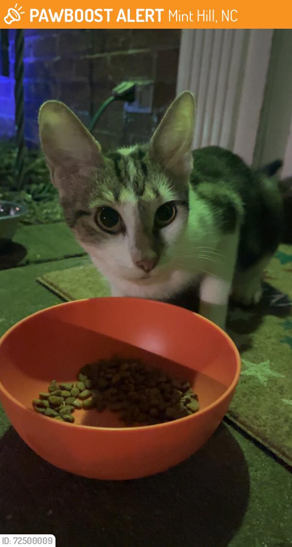 Found/Stray Female Cat last seen Off Thompson Rd & Seaton Drive Mint Hill NC, Mint Hill, NC 28227
